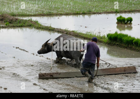 Un agriculteur philippin prépare le terrain pour la plantation du riz à l'aide de Carabao, également connu sous le nom de buffle d'Asie en Isabela province aux Philippines Banque D'Images