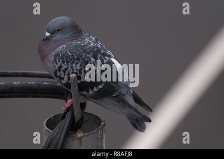 Close-up d'un pigeon qui est assis sur un câble d'alimentation au-dessus d'une rue. Banque D'Images