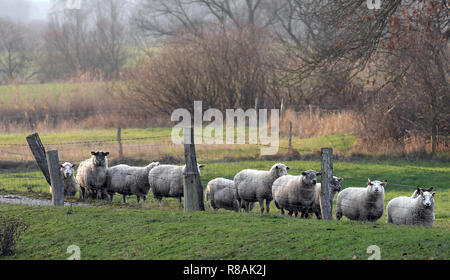 Bordenau, Allemagne. 14 Décembre, 2018. Un troupeau de moutons se trouve dans le livre vert sur une digue après la laisse. Après le 3ème week-end de l'Avent en Basse-Saxe, les températures augmenteront à nouveau pour la gamme moyenne plus de cinq à sept degrés Celsius. Credit : Holger Hollemann/dpa/Alamy Live News Banque D'Images