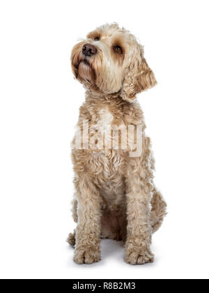 Jeune adulte Golden Labradoodle chien, jusqu'à stitting / attend patiemment avec de doux yeux bruns et bouche fermée. Isolé sur fond blanc. Banque D'Images