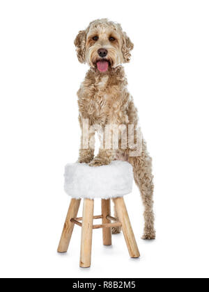 Jeune adulte Golden Labradoodle, debout derrière et avec des pattes avant sur le petit tabouret, looking at camera avec de doux yeux bruns et ouvrir la bouche. Isola Banque D'Images