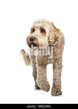 Jeune adulte Golden Labradoodle chien, marcher vers la caméra, une patte en l'air, à la caméra à côté / profil avec de doux yeux bruns. Isolé sur blanc b Banque D'Images