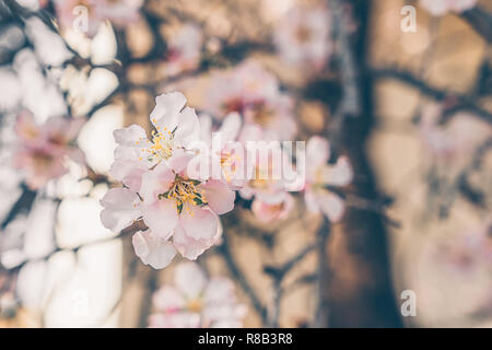 Belle floraison Almond tree branch avec nouveau bourgeon close up, le printemps arrive concept, couleur corail tonique Banque D'Images