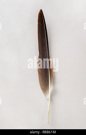 Brown feather isolé sur fond blanc Banque D'Images