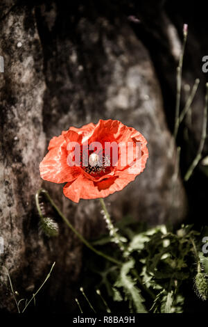 Seul rouge coquelicot isolé sur fond de bois foncé, pétale, blossom Banque D'Images