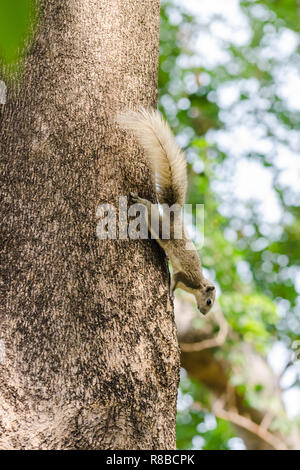 L'écureuil de Finlayson (Callosciurus Finlaysonii) sur un tronc d'arbre, parc de Romaneenart, Bangkok, Thaïlande Banque D'Images
