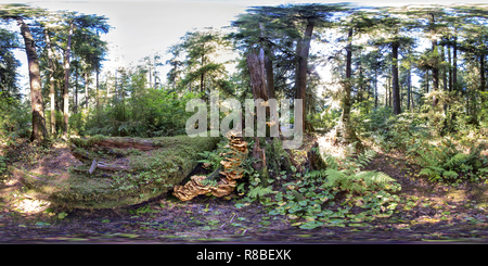 Vue panoramique à 360° de Poulet des bois Champignon (sulphureus) :