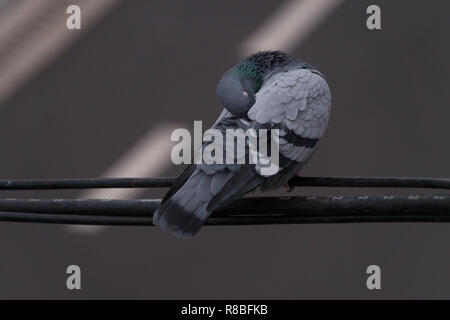 Close-up d'un pigeon qui est assis sur un câble d'alimentation au-dessus d'une rue. Banque D'Images