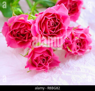 Roses rose sur un document d'information Banque D'Images