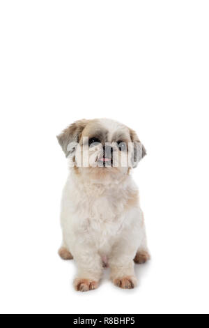 Portrait of cute shih tzu chien avec la langue coller dehors assis sur le plancher isolé sur fond blanc Banque D'Images