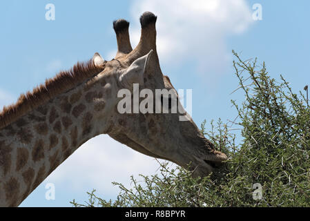 Girafe manger les feuilles d'un grand buisson, Botswana Banque D'Images