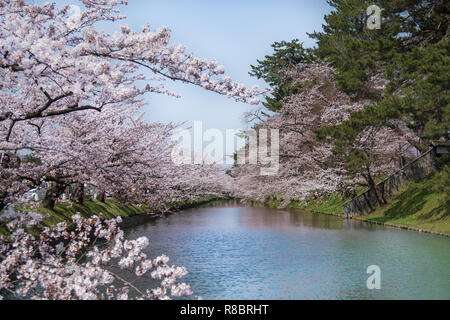 Les cerisiers en fleurs au parc du château d'Hirosaki, Hirosaki à Aomori, Japon Banque D'Images