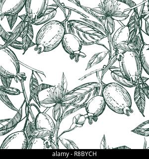 Collection de feijoa, fruits, feuilles et fleurs feijoa tranche. Vector illustration dessiné à la main. Illustration de Vecteur