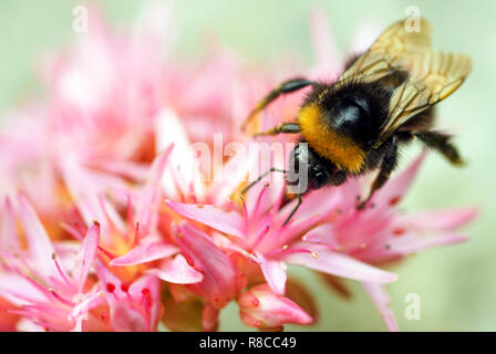 Plan macro sur une assise sur un bourdon rose Plante à l'extérieur. Banque D'Images