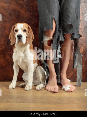 Beagle et son propriétaire en pantalon déchiré et mordu les pieds. Image conceptuelle sur le thème de l'éducation des animaux. Banque D'Images