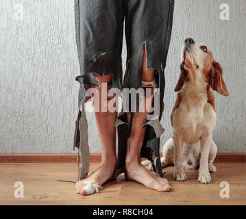 Beagle et son propriétaire en pantalon déchiré et mordu les pieds. Image conceptuelle sur le thème de l'éducation des animaux. Banque D'Images