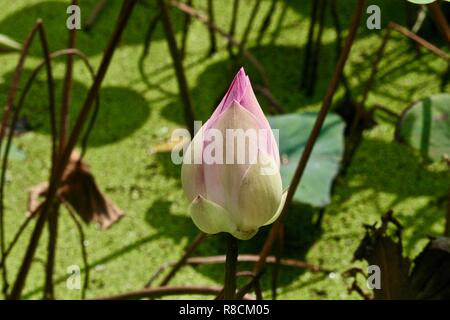 Fleur De Lotus Blanc Fermé Nénuphar Blanc Avec Fond Vert