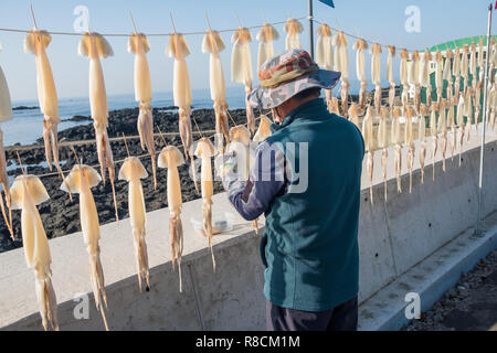 Squid pendue pour sécher tout droit le long de la route dans l'île de Jeju, en Corée du Sud. L'illustre vue de côté, la ligne calmar avec personne les pendant Banque D'Images