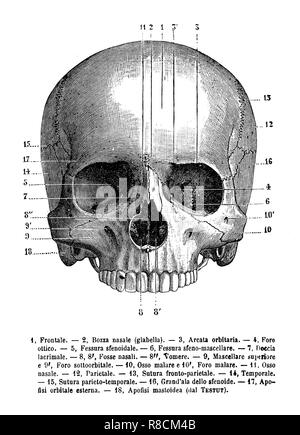 Vintage illustration de l'anatomie, le crâne humain vue frontale, descriptions anatomiques en italien Banque D'Images