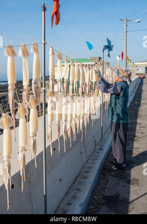 Squid pendue pour sécher tout droit le long de la route dans l'île de Jeju, en Corée du Sud. L'illustre vue de côté, la ligne calmar avec personne les pendant Banque D'Images
