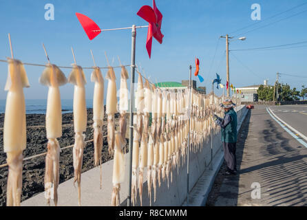 Squid pendue pour sécher tout droit le long de la route dans l'île de Jeju, en Corée du Sud. L'illustre vue de côté, la ligne calmar avec personne les pendant Banque D'Images