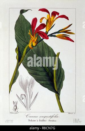 Canna ou Indian Shot Flower, pub. 1836. Organisateur : Panacre Bessa (1772-1846). Banque D'Images