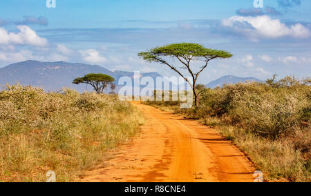 Grands arbres d'acacia en bordure d'un chemin de terre à Tsavo East National Park dans le sud du Kenya Banque D'Images