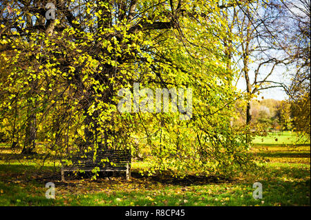 Un banc en bois sous quelques beaux arbres avec feuilles jaunes au cours de la saison d'automne à masquer Park, Royaume-Uni. Banque D'Images