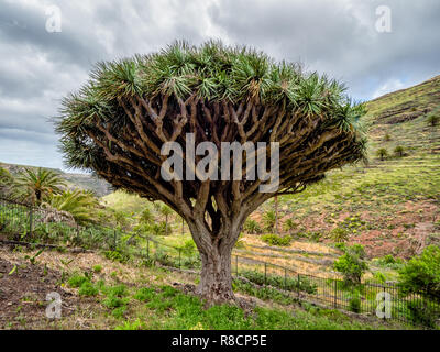 L'arbre Dragon de Agalan - une ancienne réputation révéré et Dracaena croissant dans une vallée sur La Gomera dans les îles Canaries Banque D'Images