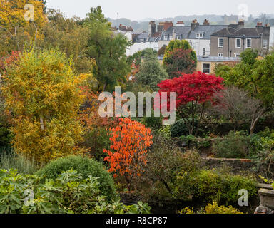 Jardins pavillonnaires derrière des maisons mitoyennes géorgiennes à Bristol animé par acer rouge et orange à l'automne feuillage UK Banque D'Images
