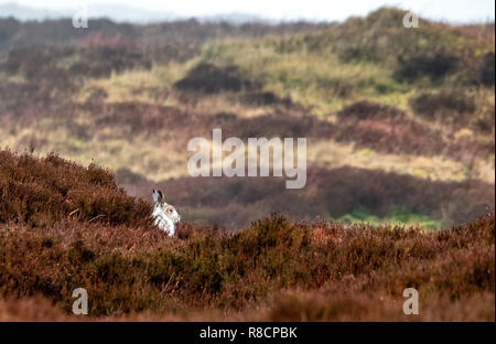 La prise d'un lièvre Lepus timidus en blanc fourrure d'hiver à partir de sa forme sur le Bleaklow Derbyshire Peak District UK Banque D'Images