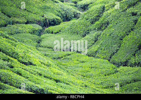 Belle étendue de plantations de thé vert cultivé en terrasses sur les collines de Darjeeling, en Inde. Banque D'Images