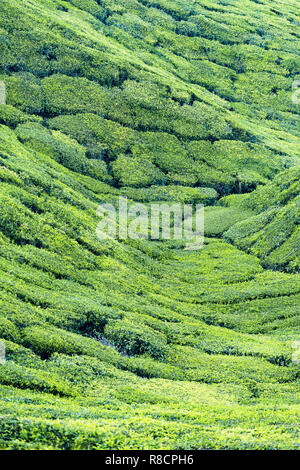 Belle étendue de plantations de thé vert cultivé en terrasses sur les collines de Darjeeling, en Inde. Banque D'Images