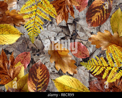 Automne fond feuilles jaune et marron Banque D'Images