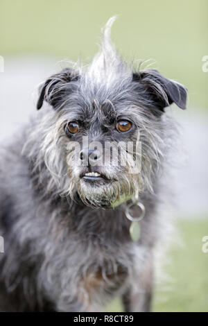 Portrait de chien terrier mix Banque D'Images