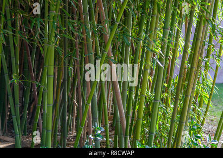 Plant de bambou Banque D'Images