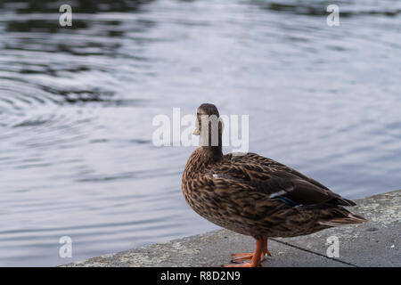 Close-up of a standing female mallard (Anas platyrhynchos) au bord du lac. Banque D'Images