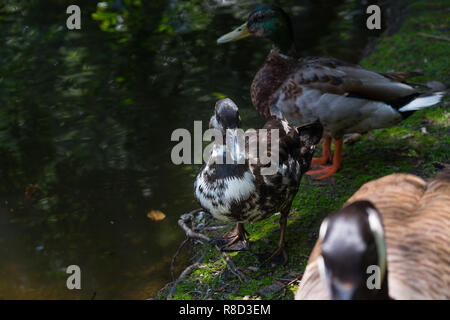 Troupeau de Canards colverts (Anas platyrhynchos) au bord du lac. Banque D'Images
