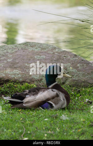 Homme mallard (Anas platyrhynchos) repose sur un pré. Banque D'Images