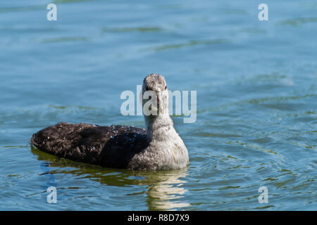 Close-up of a young natation Foulque macroule (Fulica atra). Banque D'Images