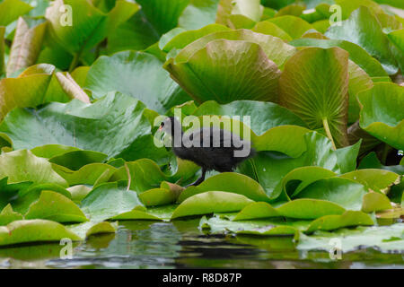 Close-up of a young Foulque macroule (Fulica atra) Comité permanent sur les feuilles de nénuphar vert Banque D'Images