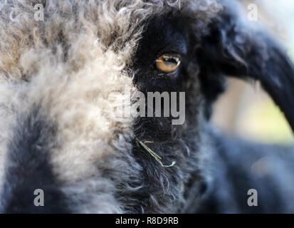 Close-up d'une chèvre angora (Capra aegagrus hircus) fixant l'appareil photo. Banque D'Images