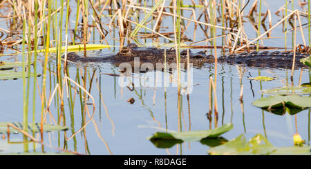 Un jeune adulte parmi les mauvaises herbes, les alligators Everglades de Floride du Sud, USA, United States of America Banque D'Images