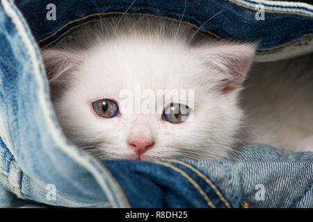 British shorthair chaton dans un jeans Banque D'Images