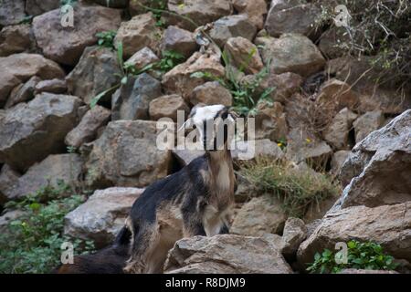 Un petit noir, brun et crème de chèvre se trouve sur un sentier rocheux, s'arrête et regarde vers l'appareil photo Banque D'Images