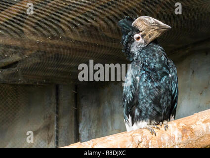 Belle statue d'oiseau avec un énorme projet de loi assis sur une branche, un oiseau tropical des forêts de l'Afrique Banque D'Images