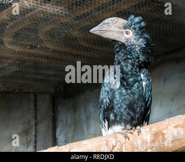 Calao à joues argent oiseau posé d'une succursale, d'un oiseau tropical avec un énorme projet de loi cornu qui vit dans la forêt africaine Banque D'Images