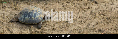 Tortue allongée ramper dans le sable à sa propre phase, un animal en voie de disparition de l'Inde Banque D'Images