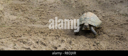 La marche de la tortue allongées dans le sable et à la vers la caméra Banque D'Images