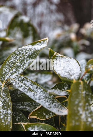 Les plantes et les feuilles couvertes de neige après une tempête à l'entrée d'Sapporofushimiinari de culte. Sapporo, Hokkaido, Japon. Banque D'Images